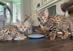caracal, serval, savannah kitten